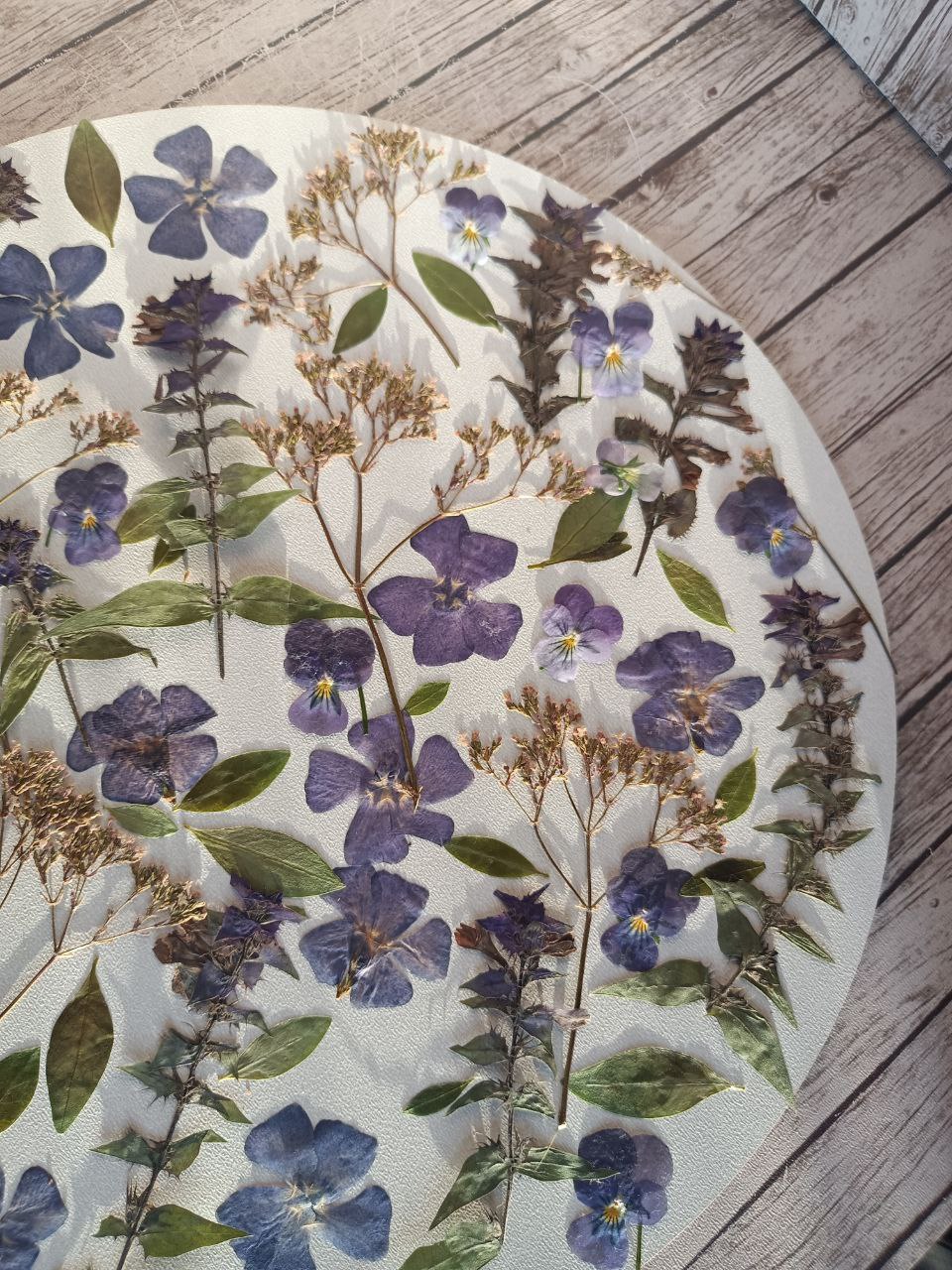 Плоские сухоцветы для заливок и любых других видов творчества 02