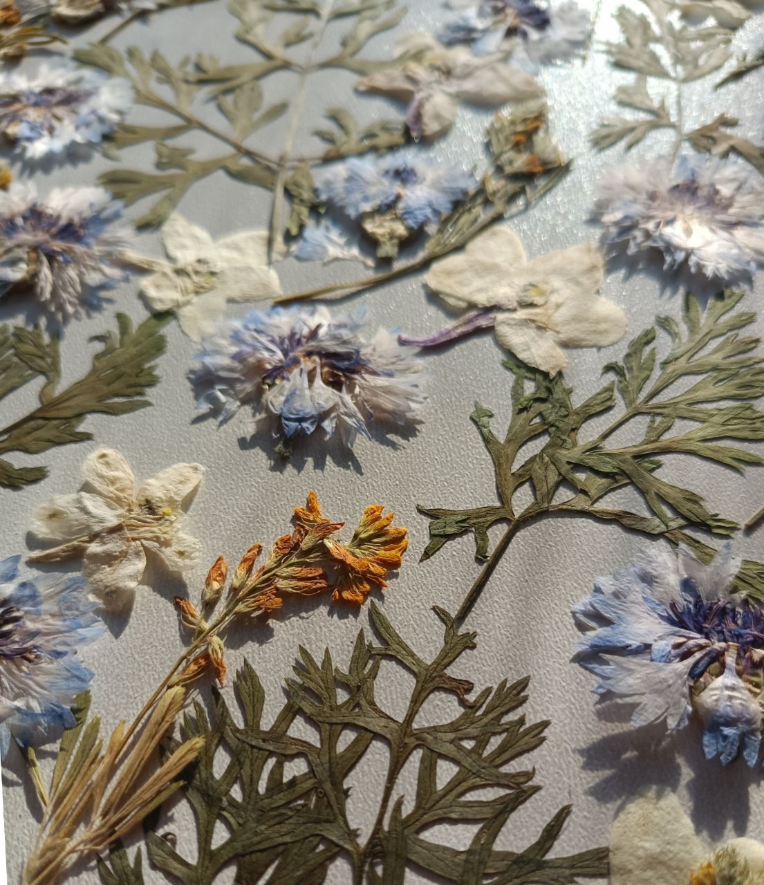 Набор сухоцветов плоской сушки для заливок и любых видов творчества 03