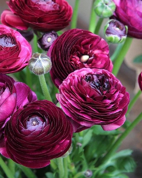 Ранункулюсы фото