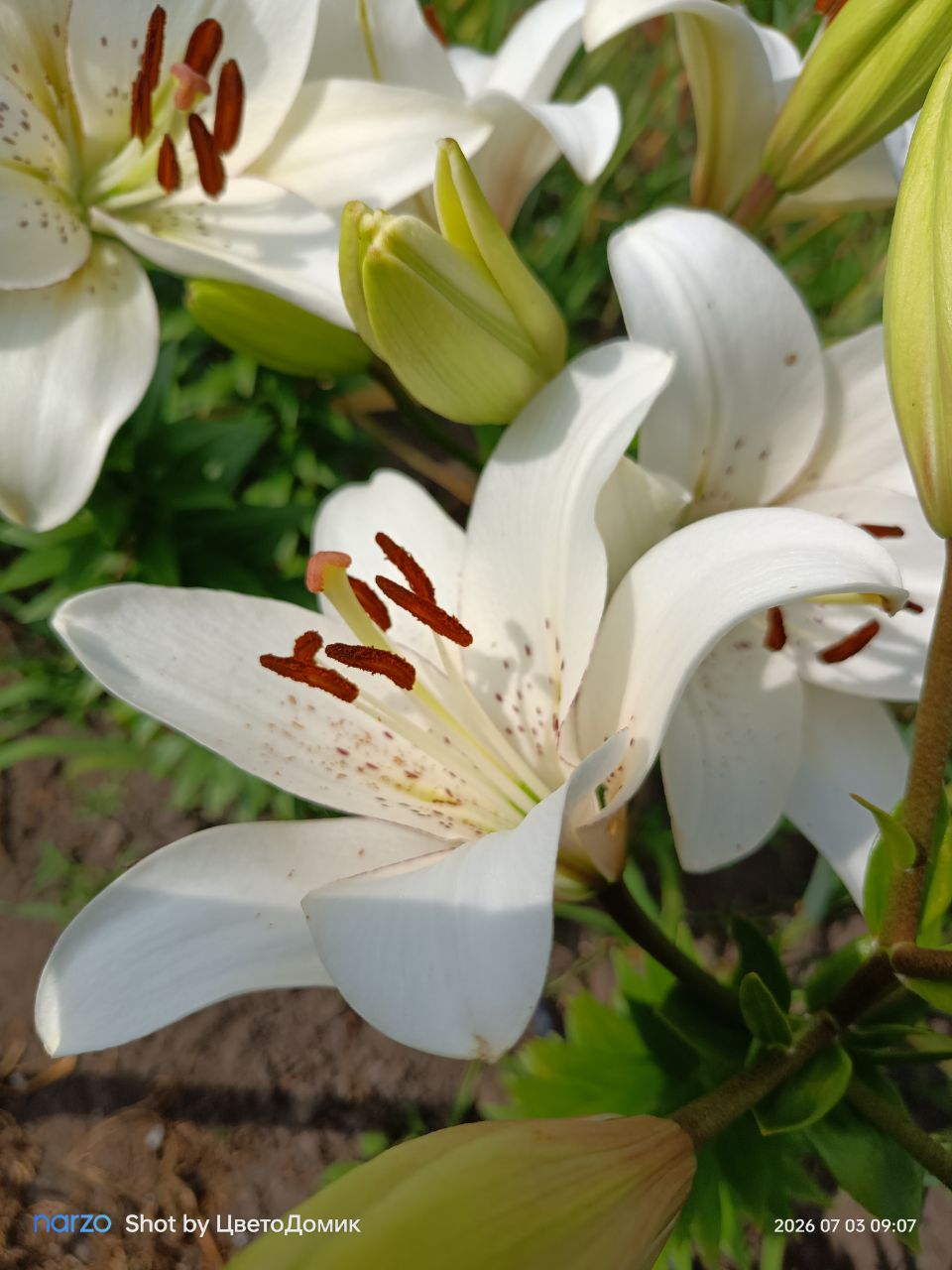 Лилия Айлайнер ЛА-гибрид Eyeliner фото 9