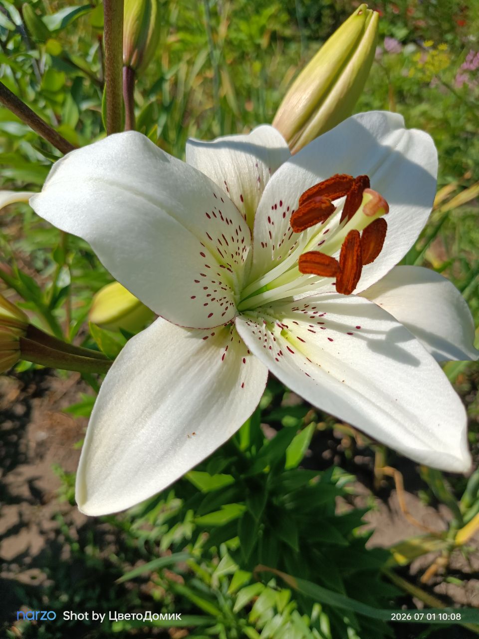 Лилия Айлайнер ЛА-гибрид Eyeliner фото 8