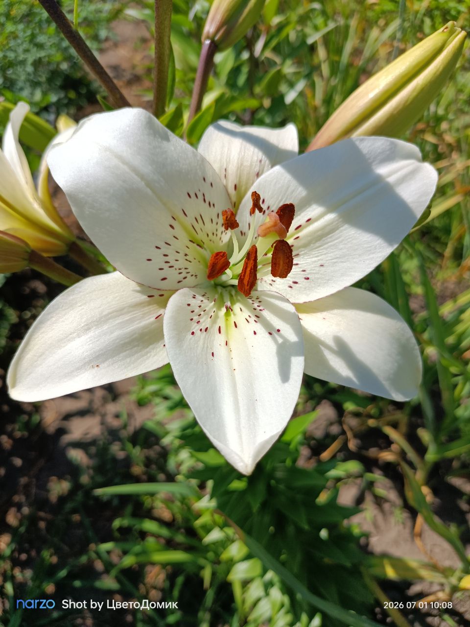 Лилия Айлайнер ЛА-гибрид Eyeliner фото 6