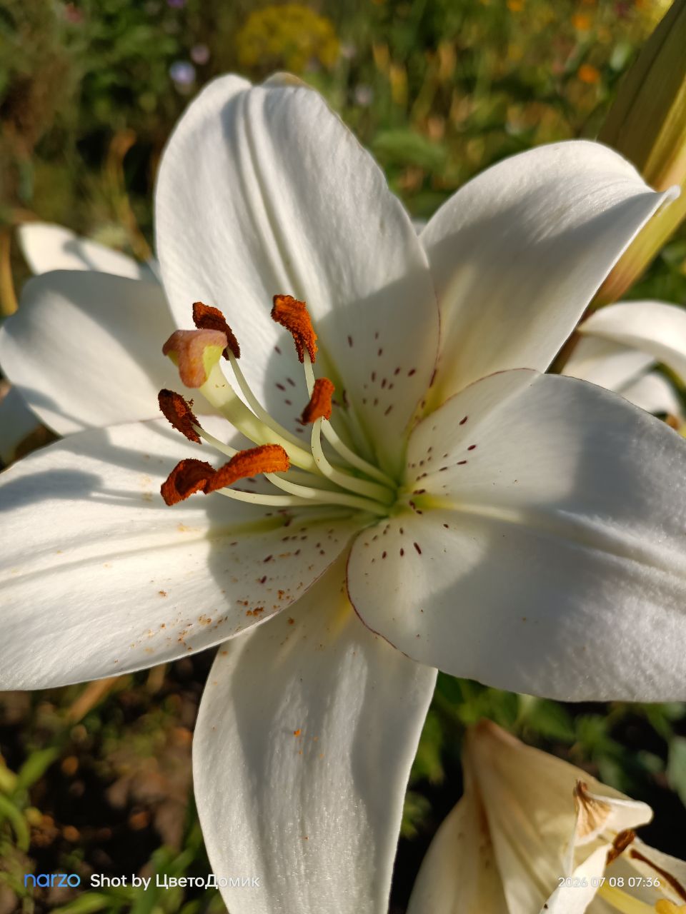 Лилия Айлайнер ЛА-гибрид Eyeliner фото 7