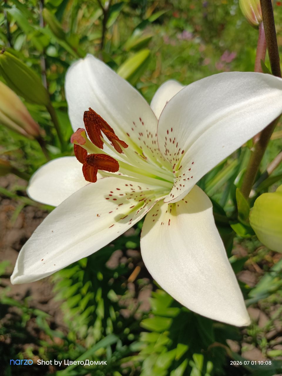 Лилия Айлайнер ЛА-гибрид Eyeliner фото 3