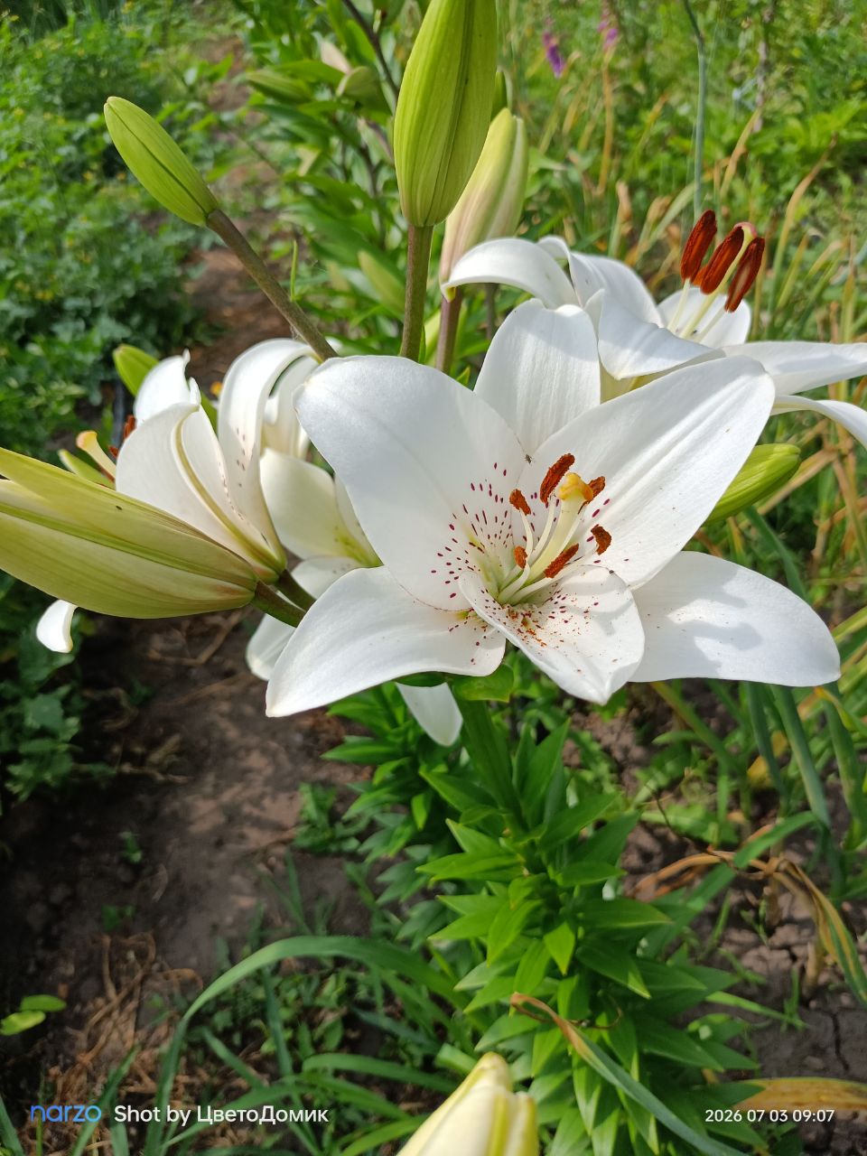 Лилия Айлайнер ЛА-гибрид Eyeliner фото 5
