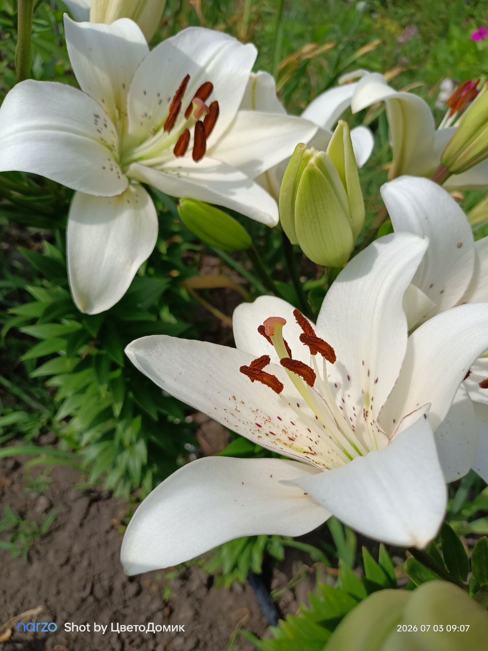 Лилия Айлайнер ЛА-гибрид Eyeliner фото 4