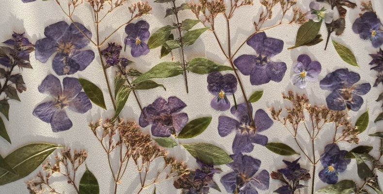 Набор сухоцветов плоской сушки для смолы и творчества 0133025004