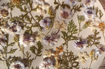 Набор сухоцветов для смолы и творчества 0013025004