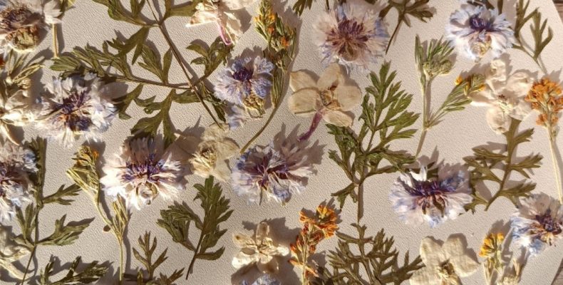 Набор сухоцветов для смолы и творчества 0013025004