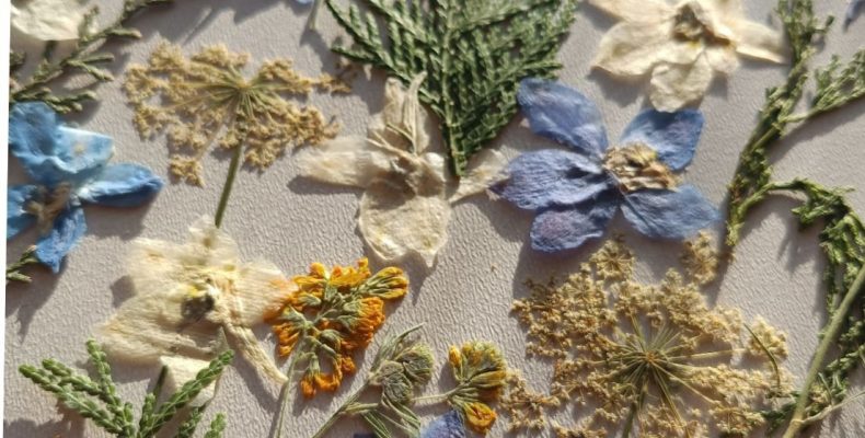 Набор плоских сухоцветов 0023025004