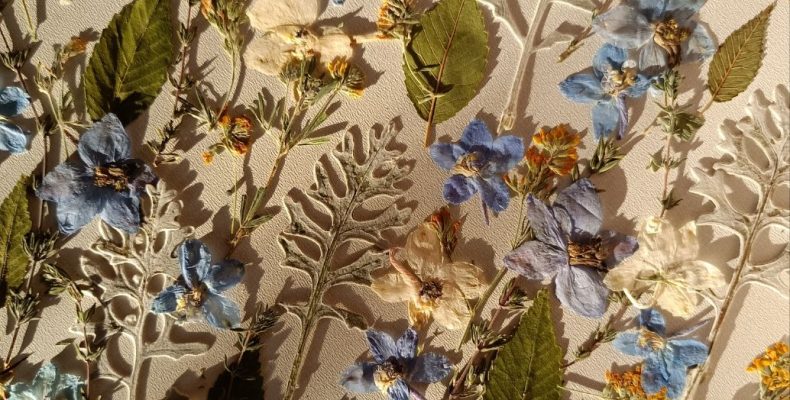 Набор плоских сухоцветов 0033025004