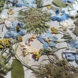 Набор плоских сухоцветов 0043025004