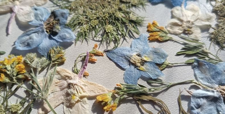 Набор плоских сухоцветов 0043025004