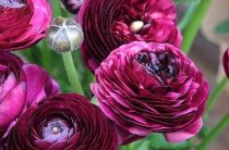 Анемоны и ранункулюсы — как выращивать правильно, изучаю теорию, часть 1