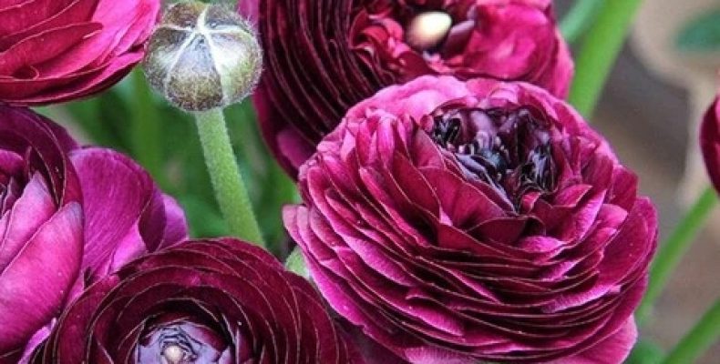 Анемоны и ранункулюсы — как выращивать правильно, изучаю теорию, часть 1