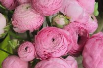 Анемоны и ранункулюсы — часть 2