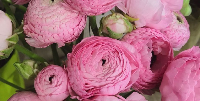 Анемоны и ранункулюсы — часть 2