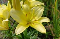 Лилия Изи Ванилла Easy Vanilla
