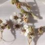 Алтей — набор сухоцветов для творчества 1.118