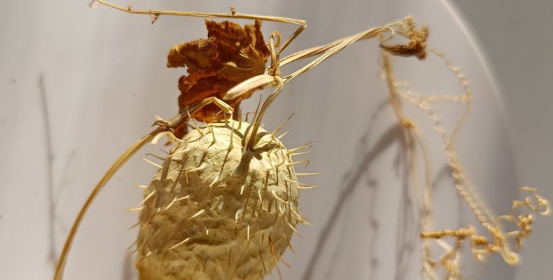 Эхиноцистис (колючеплодник, бешеный огурец) — сухоцвет для творчества 1.179